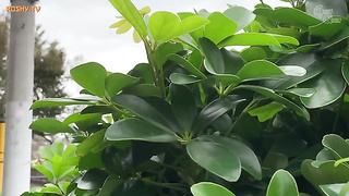 [GVH-645] Honor Student Training  Serious Basketball Club Girls Group Creampie Acme Intensification