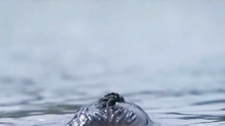 Celebrity Aishwarya Rai