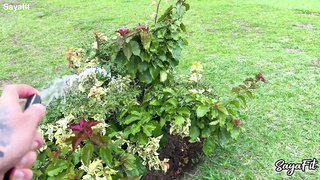 Sayafit en la finca anal